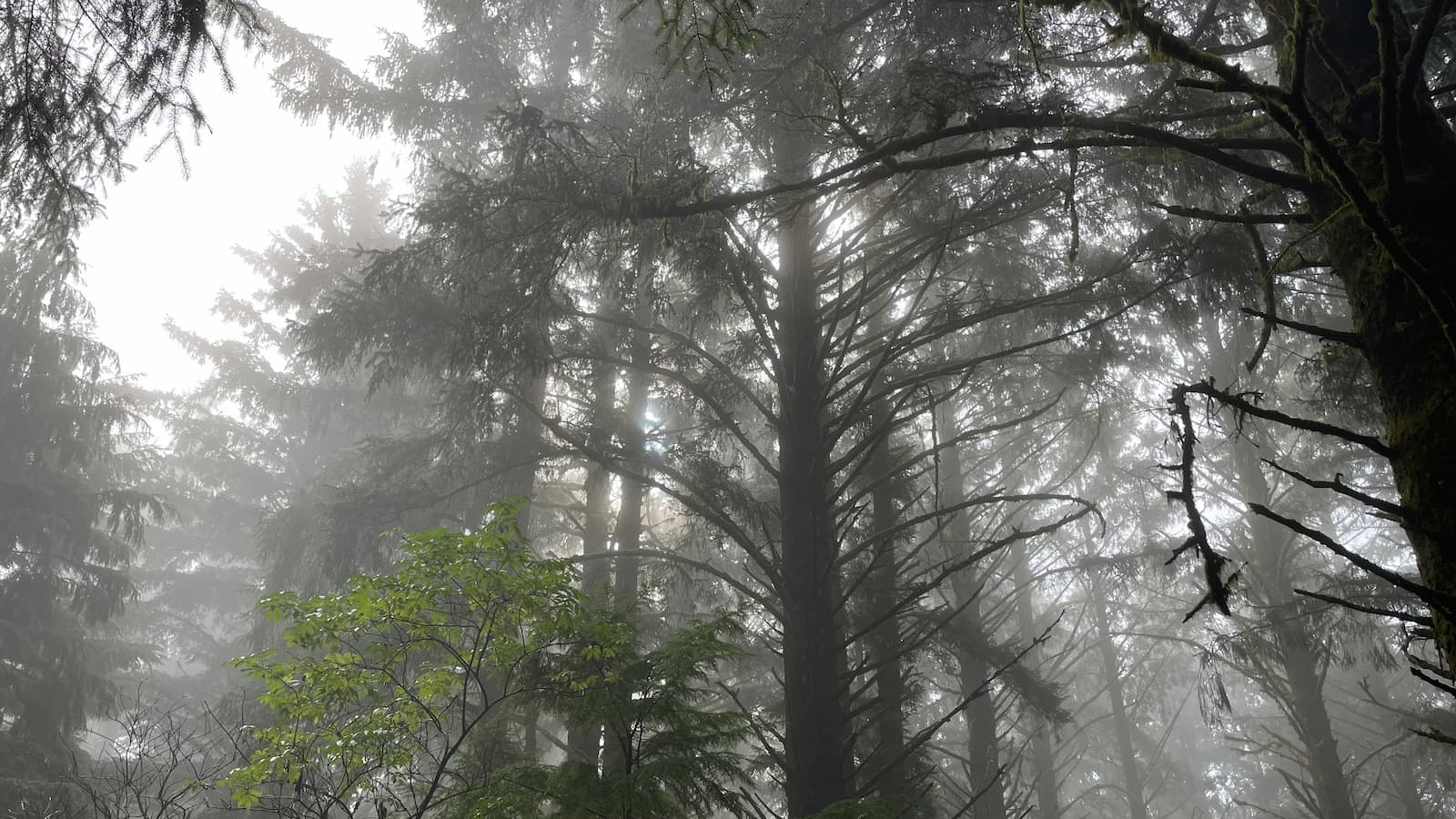 Misty PNW forest